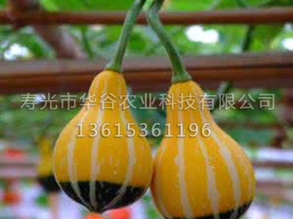 麥克風南瓜